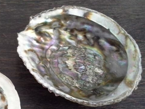 Abalone schelp groot